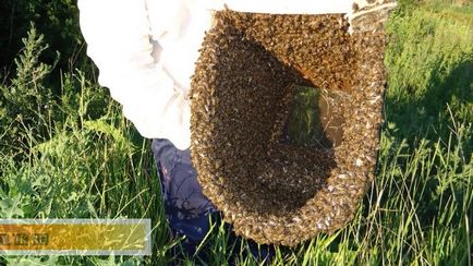 Ce este roiurile de albine și cum să-l combată și valoarea de prevenire
