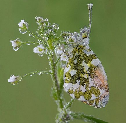 Ce este rouă, picături de rouă, fotografie, pe drum!