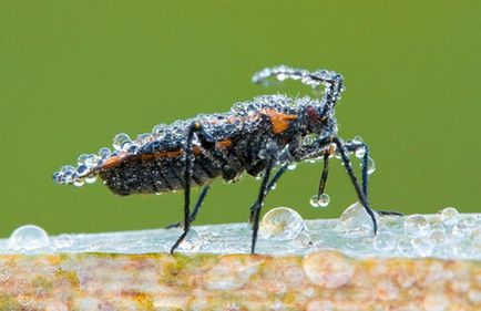 Ce este rouă, picături de rouă, fotografie, pe drum!