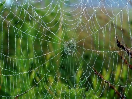 Ce este rouă, picături de rouă, fotografie, pe drum!