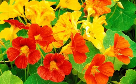 Nasturtium flori cultivare, îngrijire