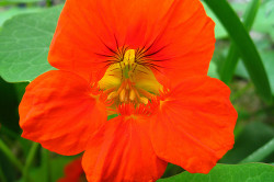 Nasturtium flori cultivare, îngrijire