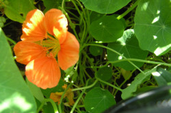 Nasturtium flori cultivare, îngrijire