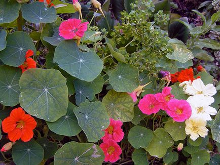 flori Nasturtium - plantare și îngrijire; fotografie Nasturtium, condurul doamnei în creștere, proprietățile sale; călțunaș