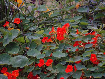 flori Nasturtium - plantare și îngrijire; fotografie Nasturtium, condurul doamnei în creștere, proprietățile sale; călțunaș