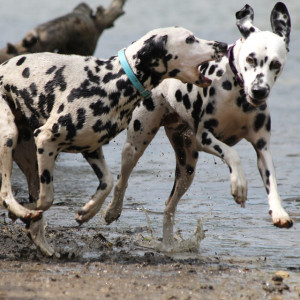 Dalmatians - Cainii din rasa aristocrați din Marea Britanie și Franța