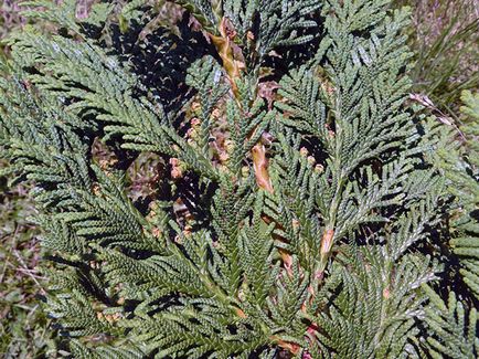 Thuja copac - plantare și îngrijire Foto arborvitae, altoire arborvitae și de reproducere, specii și varietăți