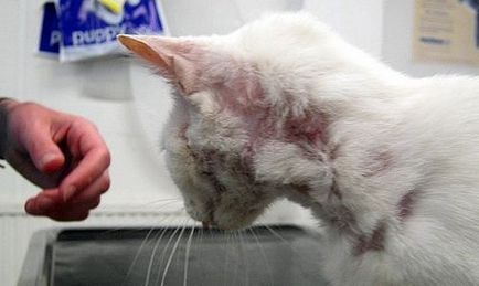 Dermatita simptomelor pisici fotografie și tratament