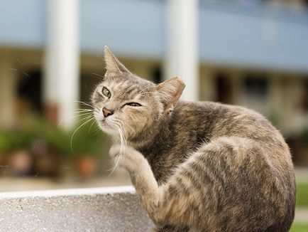 Dermatite la pisici, tratamentul dermatitei la pisici la domiciliu