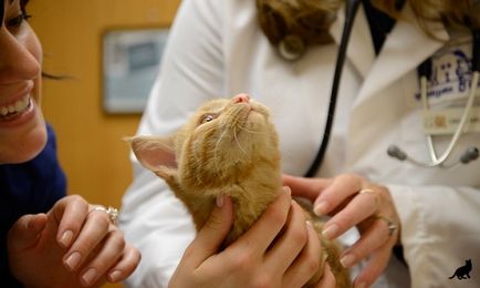 Dermatita la pisici cauze, simptome si tratamente