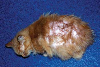 Dermatite simptomelor pisici și tratament la domiciliu purici, atopice si miliară