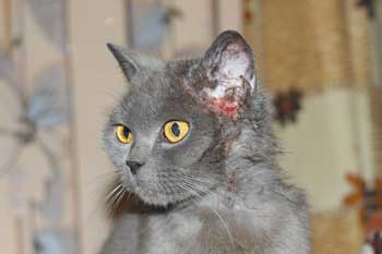 Dermatite simptomelor pisici și tratament la domiciliu purici, atopice si miliară