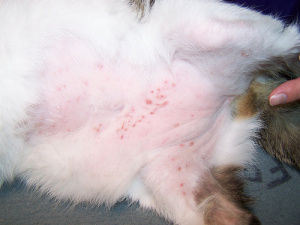 Dermatita în tipuri de pisici, simptome, cauze, tratament