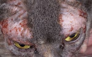 Dermatita în tratamentul pisicilor de remedii populare