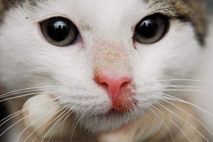 Diagnosticul și tratamentul dermatitei alergice la pisici