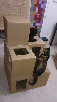 casă mică pentru o pisica cu mâinile ghid pas cu pas