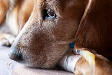 Eczeme la câini cauze, simptome, tratament