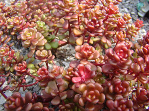 Enciclopedia de plante Sedum (stonecrop)