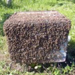 Factori care roiesc albine și măsurile de prevenire