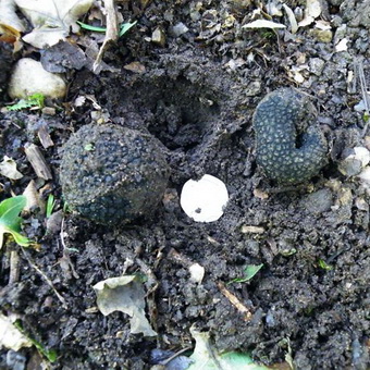 Foto și descrierea de ciuperci trufe, trufe și cum să crească în cazul în care acestea pot fi găsite
