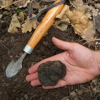 Foto și descrierea de ciuperci trufe, trufe și cum să crească în cazul în care acestea pot fi găsite