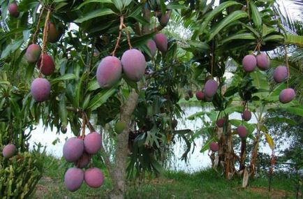 Fructe fotografie Passion Fruit, proprietăți utile, gust, cum ar fi mancatul