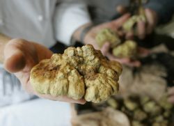 În cazul în care în România crește trufa de ciuperci