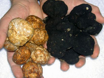 În cazul în care în România cresc ciuperci trufe alb și negru dacă să ridice propriul preț