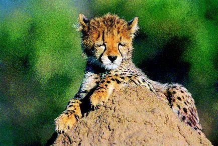 Cheetah și leopard - rudele țipătoare