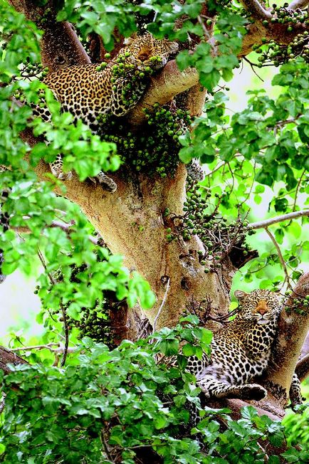 Cheetah și leopard - rudele țipătoare