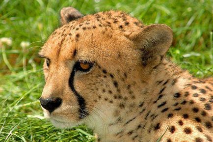 Cheetah - descriere, subspecii, fotografie, în cazul în care trăiește, ceea ce mănâncă