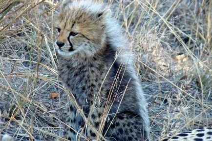 Cheetah - descriere, subspecii, fotografie, în cazul în care trăiește, ceea ce mănâncă