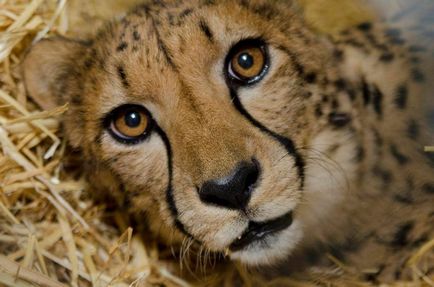 Cheetah - descriere, subspecii, fotografie, în cazul în care trăiește, ceea ce mănâncă