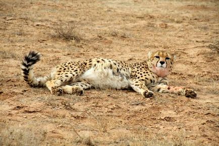 Cheetah - descriere, subspecii, fotografie, în cazul în care trăiește, ceea ce mănâncă