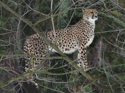 Cheetah - descriere, subspecii, fotografie, în cazul în care trăiește, ceea ce mănâncă
