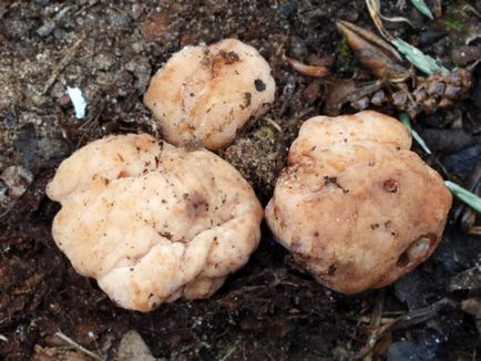 Truffle ciuperci - fotografii, descriere, care este în creștere în România