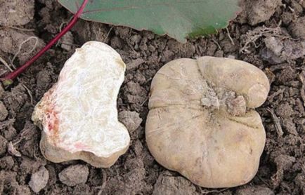 avantaje și prejudicii Truffle ciuperci, descriere și specii, în cazul în care crește și aplicarea