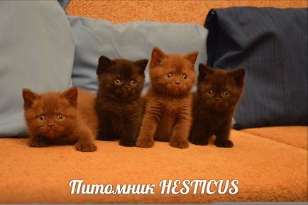 Hesticus -pitomnik pisici britanice, g