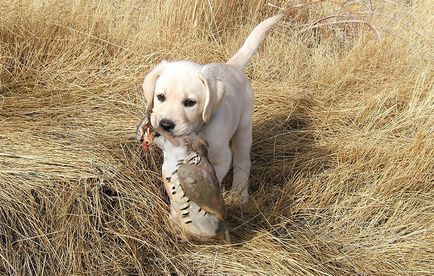 Nume pentru câini Labrador