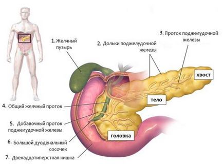 Cum doare pancreasul la om principalele simptome