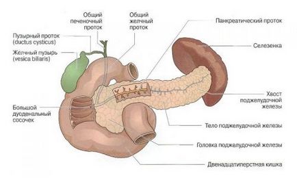 Cum doare pancreasul la om principalele simptome