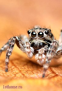 Cum să scapi de păianjeni în apartament, consiliile populare