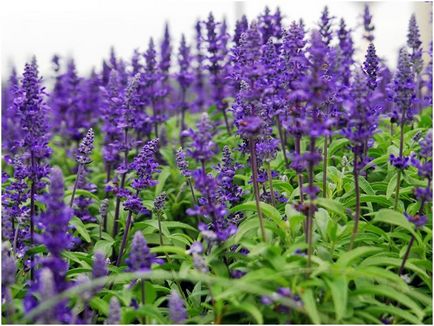 Cum să scapi de părul gri, fără remedii naturale vopsea de colorat (gri) Cum să scapi de părul gri, fără remedii naturale vopsea de colorat