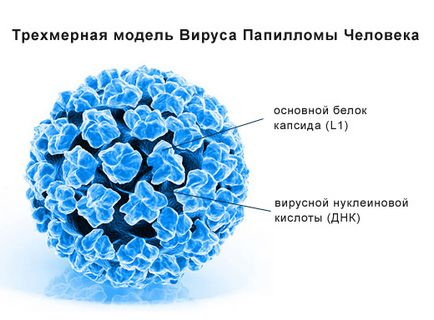 Cum de a trata papilomavirus uman la femei - detalii