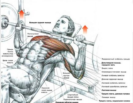 Cum de a construi muschii pieptului exerciții pentru partea superioară și inferioară, trainingbody