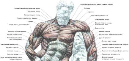 Cum de a construi muschii pieptului Center - Cum de a construi casa si in camera