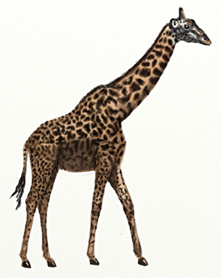 Cum de a desena o girafă, girafă desen etape creion