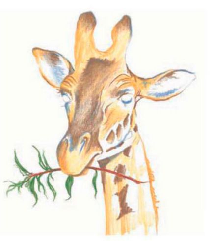 Cum de a desena un creioane colorate girafă în etape