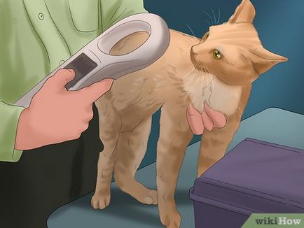 Cum de a găsi o pisica lipsă