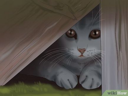 Cum de a găsi o pisica lipsă
